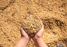 Песков прокомментировал ситуацию с вывозом зерна с Украины