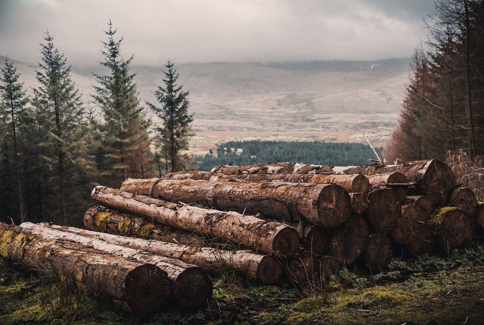 В Финляндии назвали решение Путина ограничить вывоз леса «неприятным»