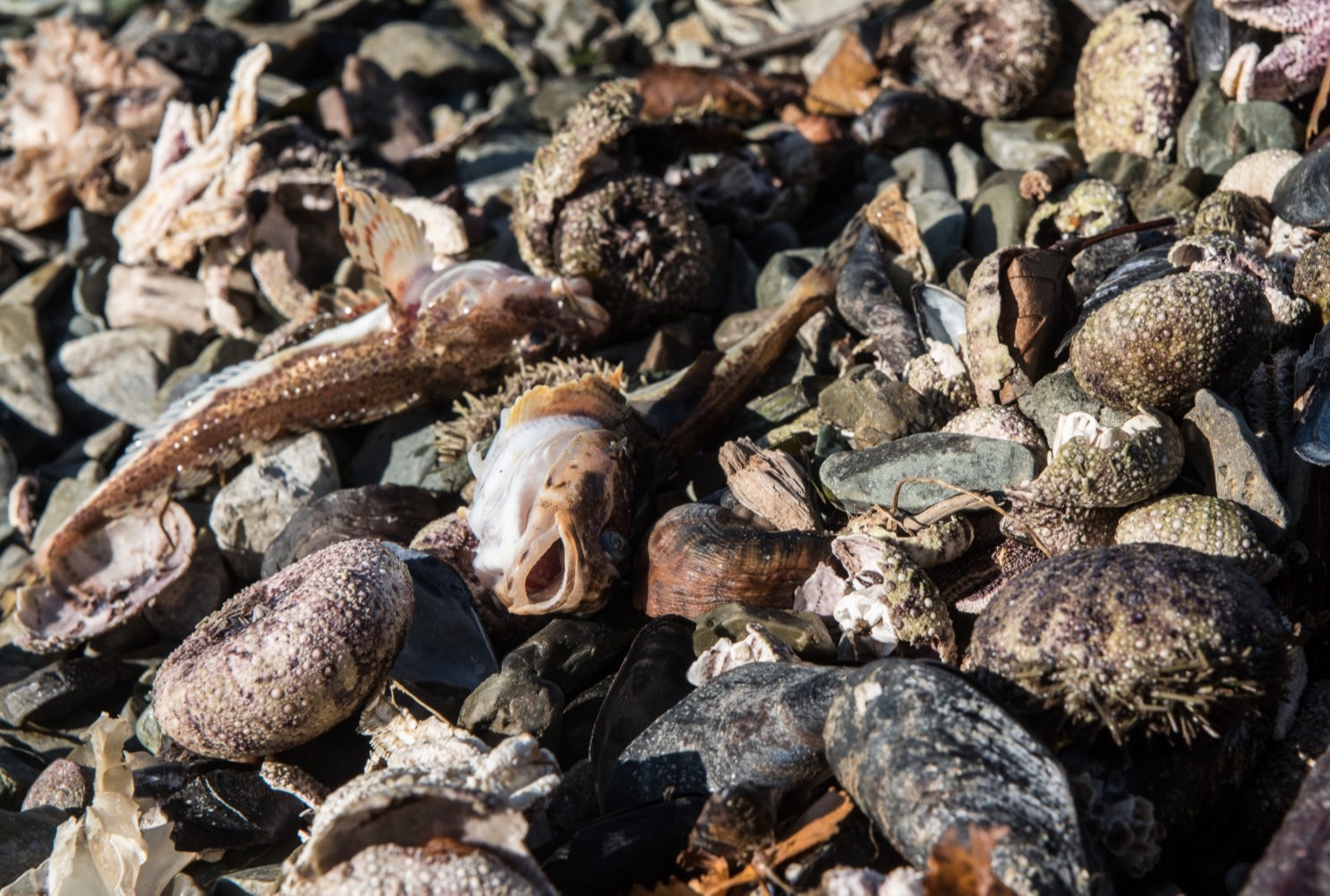 На побережье Камчатки вновь обнаружили мертвых животных