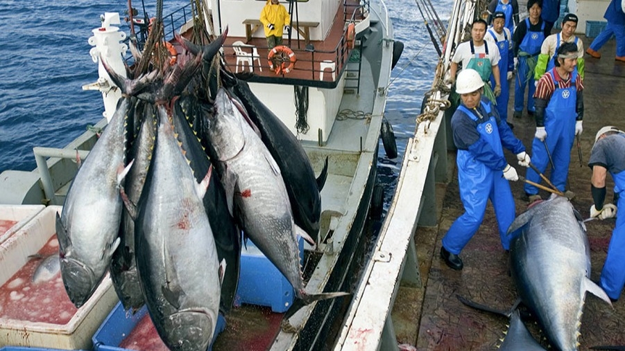Япония лишится права на вылов рыбы у Курил из-за отказа платить за квоты